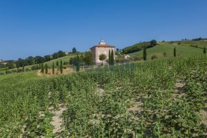 L’Agenzia Immobiliare Puzielli propone prestigiosa proprietà con terreno in vendita a Montalto delle Marche (19)