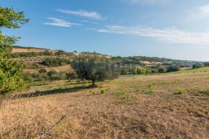 L'agenzia Immobiliare Puzielli propone casale da ristrutturare con Terreno a Massignano (14)