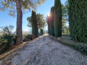 L'agenzia Immobiliare Puzielli propone villa a Faleron (105)